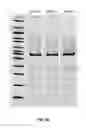 Fig. 06 - Compositions comprising nucleic acids and methods of using the same