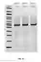 Fig. 07 - Compositions comprising nucleic acids and methods of using the same