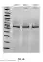 Fig. 08 - Compositions comprising nucleic acids and methods of using the same