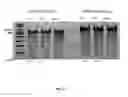 Fig. 49 - Compositions comprising nucleic acids and methods of using the same