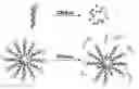 Fig. 01 - Nucleic acid functionalized nanoparticles for therapeutic applications