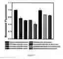 Fig. 10 - Nucleic acid functionalized nanoparticles for therapeutic applications
