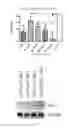 Fig. 05 - Targeted-Delivery of Small Interference RNA Against Anthrax