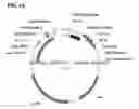 Fig. 19 - Compositions and methods for clostridial transformation
