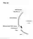 Fig. 32 - Compositions and methods for clostridial transformation