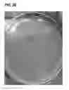 Fig. 42 - Compositions and methods for clostridial transformation