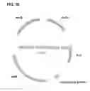 Fig. 43 - Compositions and methods for clostridial transformation
