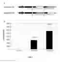 Fig. 06 - Polycistronic expression system for bacteria