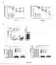 Fig. 14 - Polycistronic expression system for bacteria