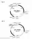Fig. 03 - Cloning vector