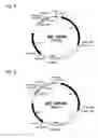 Fig. 04 - Cloning vector