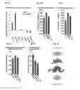 Fig. 08 - Compositions and methods for the modulation of root hair production and stress responses in plants