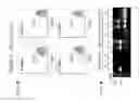 Fig. 06 - DNA editing using relatively long single-stranded DNA and CRISPR/Cas9 to increase success rate in methods for preparing transgenic embryos and animals
