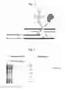 Fig. 02 - METHOD FOR THE PRODUCTION OF A LYSATE USED FOR CELL-FREE PROTEIN BIOSYNTHESES