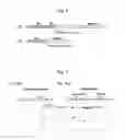 Fig. 06 - METHOD FOR THE PRODUCTION OF A LYSATE USED FOR CELL-FREE PROTEIN BIOSYNTHESES
