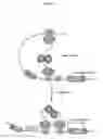 Fig. 03 - EFFICIENT PRODUCTION OF PEPTIDES