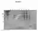 Fig. 09 - EFFICIENT PRODUCTION OF PEPTIDES
