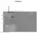 Fig. 11 - EFFICIENT PRODUCTION OF PEPTIDES
