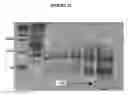 Fig. 12 - EFFICIENT PRODUCTION OF PEPTIDES