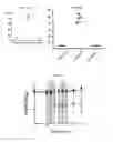 Fig. 22 - Methods for the identification, characterization, and use of inhibitors of the fructose-asparagine utilization pathway