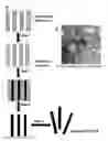 Fig. 19 - Biomolecular processing platform and uses thereof