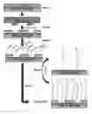 Fig. 24 - Biomolecular processing platform and uses thereof