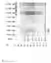 Fig. 08 - Systems and methods for obtaining biological molecules from a sample
