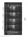 Fig. 08 - Universal Priming Mixture for Amplification of Influenza Viral Gene Segments for Diagnostic Applications