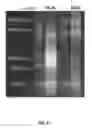 Fig. 09 - Universal Priming Mixture for Amplification of Influenza Viral Gene Segments for Diagnostic Applications
