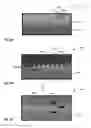 Fig. 05 - Method and system for sculpting spacer sidewall mask