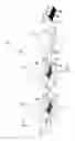 Fig. 07 - Pyrotechnic launching system with rifled mortar