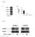 Fig. 08 - Cancer Diagnostic