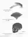 Fig. 31 - PRODUCING A THREE-DIMENSIONAL MODEL OF AN IMPLANT