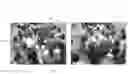 Fig. 01 - Human detection in high density crowds