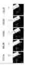 Fig. 06 - Abnormal detection apparatus and method