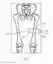 Fig. 05 - Measuring intramuscular fat