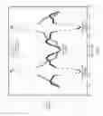 Fig. 06 - Measuring intramuscular fat