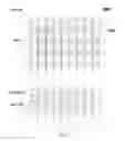 Fig. 07 - Pixel driving circuit, pixel array, driving method and organic light emitting display panel