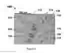 Fig. 06 - Treatment method for inhibiting platelet attachment and articles treated thereby
