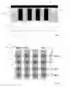 Fig. 06 - Nanowire-based vertical memory cell array having a metal layer interposed between a common back plate and the nanowires