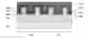 Fig. 01 - Shared metal gate stack with tunable work function