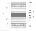 Fig. 04 - Organic Light-Emitting Diode, Display Panel and Display Device