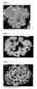 Fig. 02 - Transition metal-containing composite hydroxide and manufacturing method thereof, positive electrode active material for a non-aqueous electrolyte secondary battery and manufacturing method thereof, and non-aqueous electrolyte secondary battery