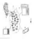 Fig. 02 - Obtaining camera device image data representing an event