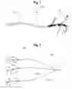 Fig. 02 - Scrape vines