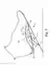 Fig. 08 - Energy return orthotic systems