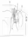 Fig. 09 - Prong-free cannula device for COsampling and Odelivery