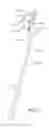 Fig. 02 - Humeral nail having a bracket