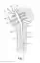 Fig. 06 - Humeral nail having a bracket