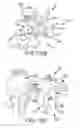 Fig. 136 - Methods of fusing a sacroiliac joint with a fluted screw delivered across the sacroiliac joint
